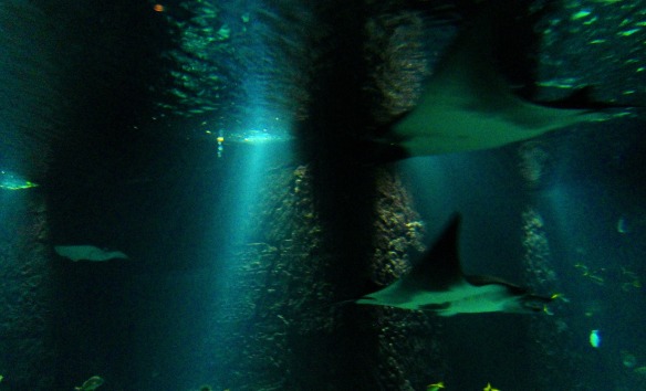 Manta rays in Atlantis Hotel